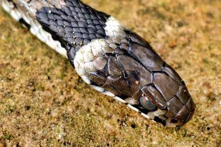 Close up of a Barred Grass Snake (Natrix Helvetica)