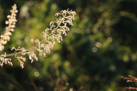 Grass and sunlightの写真素材