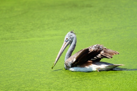 Big Bird in a Green Lakeの写真素材