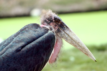 Face of A Old Pelicanの写真素材