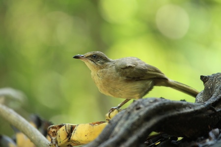 Yellow Bird with Bananaの写真素材
