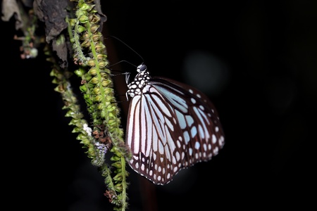 Butterfly の写真素材