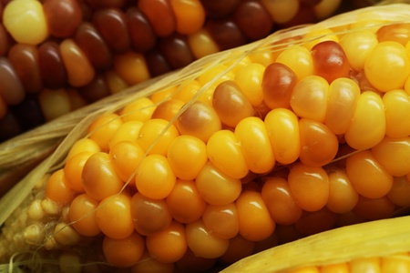 Boiled corns, healthy vegetable  の写真素材