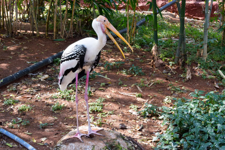Big Yellow Billed Stork Bird Background Stock Photograph Imageの写真素材