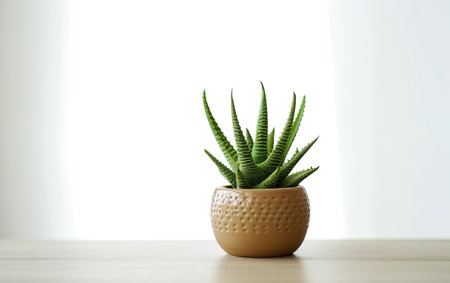 Cute Mini Aloe Plant in a Pot White Floral Background Imageの素材