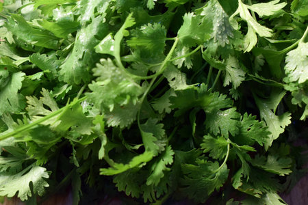 Fresh Coriander Leaves On Wooden Table Close Up With Background Blur Image