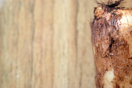 Fresh Unpeeled Taro Root Vegetable On Wooden Table Close Up With Background Blur  Image
