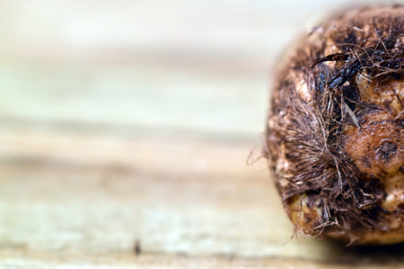 Fresh Taro Root Vegetable On Wooden Table Close Up With Background Blur  Imageの写真素材