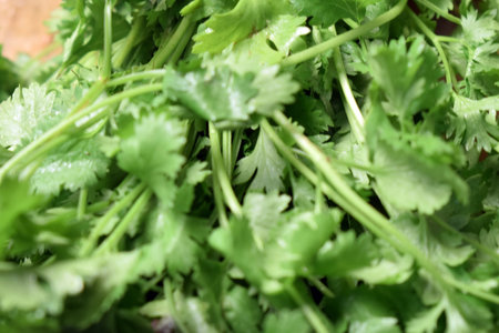 Fresh Coriander Leaves On Wooden Table Close Up With Background Blur Imageの写真素材
