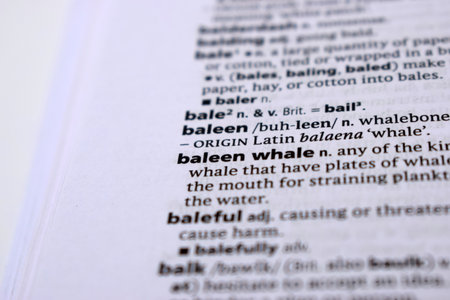 Close Up Of English Dictionary Page With Definition Word -   Baleen Whale  Imageの写真素材