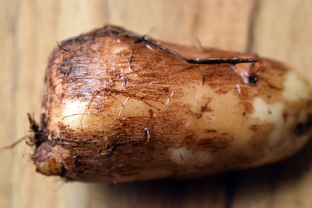 Fresh Taro Root Vegetable On Wooden Table Close Up With Background Blur  Imageの写真素材