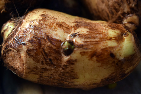 Group Of Taro Root Vegetable On Wooden Table Close Up  Image