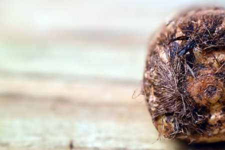 Fresh Unpeeled Taro Root Vegetable On Wooden Table Close Up With Background Blur  Imageの写真素材