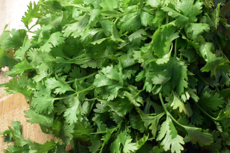 Fresh Coriander Leaves (Cilantro) On Wooden Table Imageの写真素材