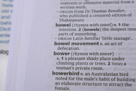 English Definition Dictionary Page Close Up Of Printed Word Of -Bowerの写真素材