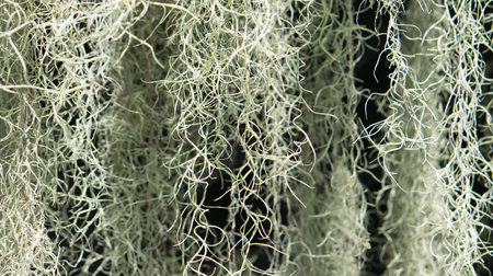 A flowering plant : Spanish moss Tillandsia usneoidesの写真素材