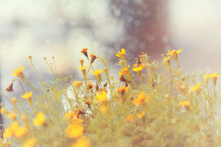 flower with vitage toneの写真素材
