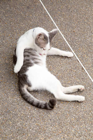 Young catの写真素材