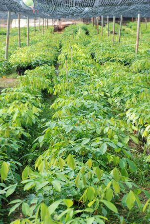 Small rubber tree in nurseryの写真素材
