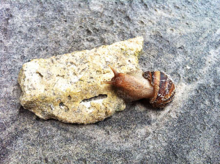 Snail on the beachの素材