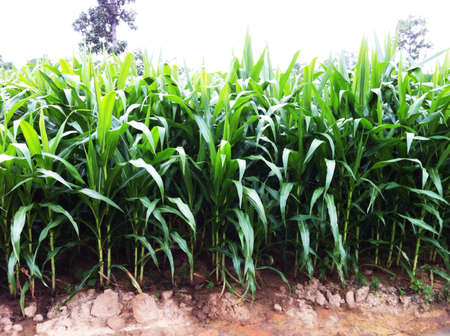 Corn farmの素材
