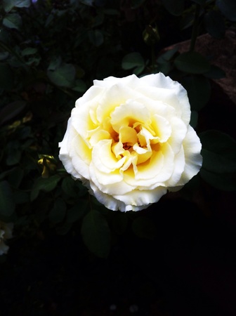 White roseの素材