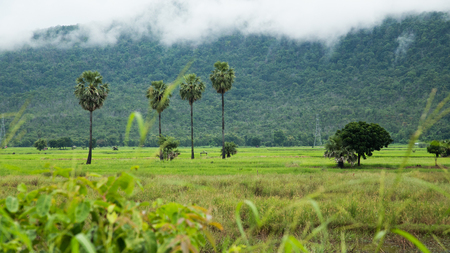 green feild in Thailandの写真素材