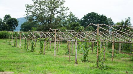 vegetable gardenの写真素材