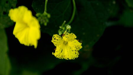 Flowering and ripe fruits of organic in vegetable gardenの写真素材