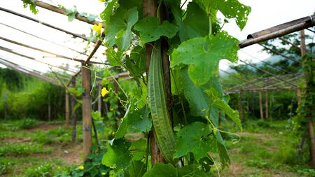 Flowering and ripe fruits of organic in vegetable gardenの写真素材