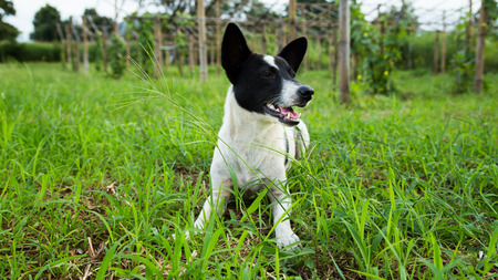 dog in tall grassの写真素材