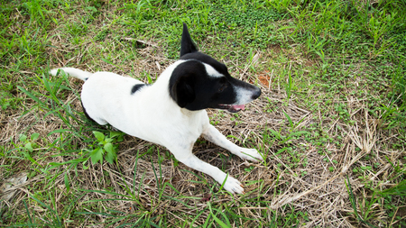 dog in tall grassの写真素材