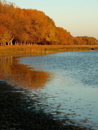 Autumn forestの写真素材