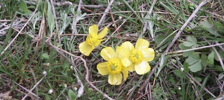Early flowerの写真素材