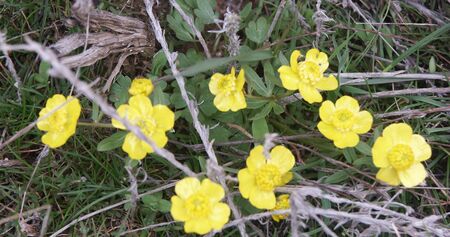 Early flowerの写真素材