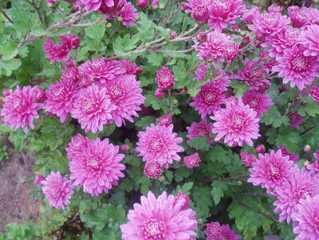 Flowersの写真素材