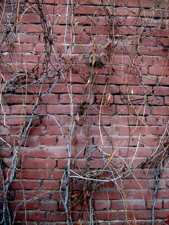 Background - autumn red old brick wall	の写真素材