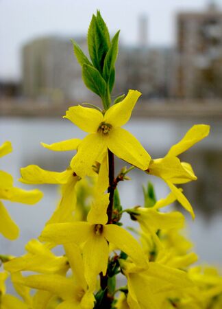 The Yellow flowers - spring macroの写真素材