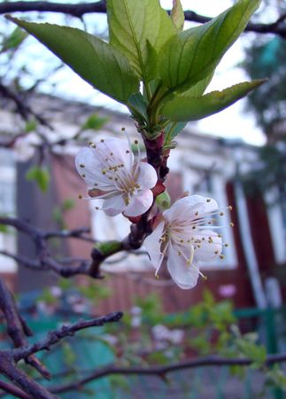 Blossom of the cherry flower - sacuraの写真素材