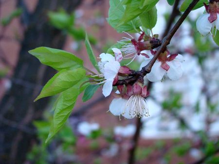 Blossom of the cherry flower - sacuraの写真素材