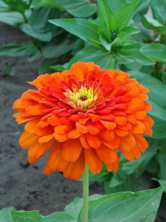 Macro view of the zinnia flower の写真素材