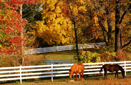 Two grazing horses against white fence in autumnの写真素材