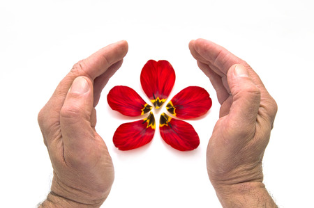 Two hands around a red flower on a white background.の写真素材