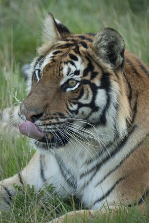 Tiger Lickの写真素材