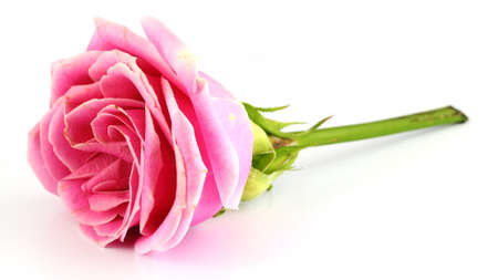 Pink Roseの写真素材