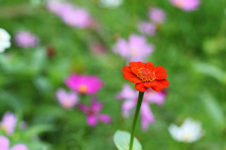 Red Flowerの写真素材