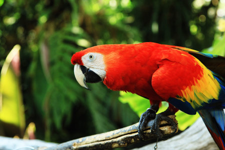  macaw, maccaw, mccaw, natural,parrot