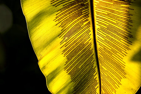 green leaf,sunlightの写真素材