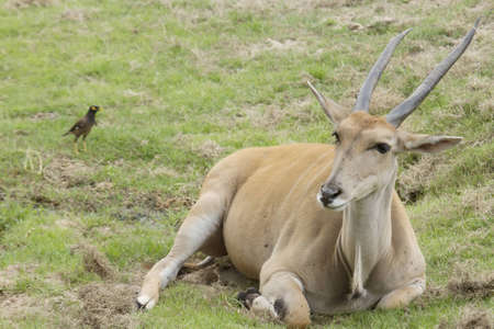 Deer with big antlers の写真素材