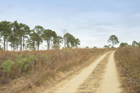 Gravel road into the park,Gravel road through the fields